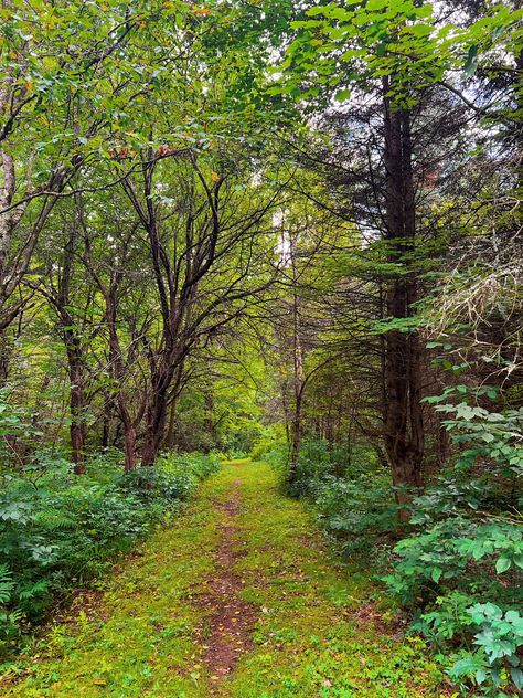 Forest in New England. Vermont is so pretty Vermont Forest, New England Forest, New Forest England, Manifest Life, Children Book, New Forest, Pine Forest, Vermont, So Pretty