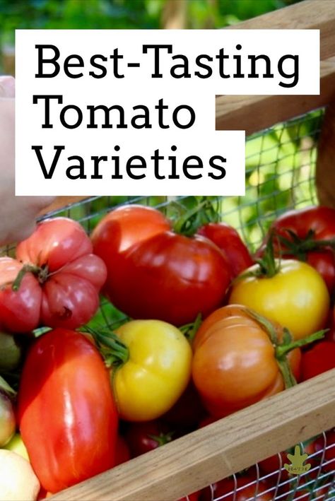 Green Zebra Tomato, Best Tasting Tomatoes, Tomato Lentil Soup, Tomato Breakfast, Tomato Varieties, Tips For Growing Tomatoes, Varieties Of Tomatoes, Vegetable Plants, Garden Plan