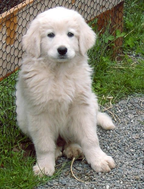 Maremma Sheepdog Puppy, Surfing Animals, Maremma Dog, Maremma Sheepdog, Livestock Guardian Dog, Italian Pride, Livestock Guardian, Great Pyrenees, Border Collies