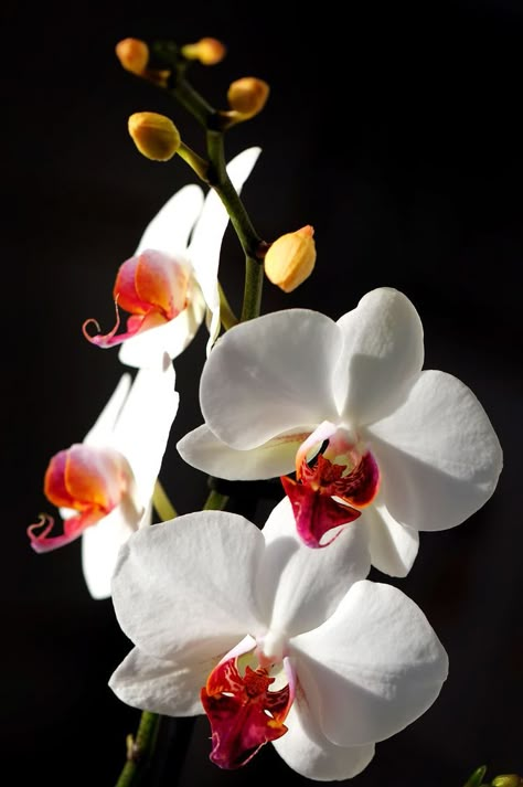 Orchid Photography, Orchid Varieties, Foto Transfer, Moth Orchid, Exotic Orchids, Macro Flower, Orchid Arrangements, The Secret Garden, Flower Art Images