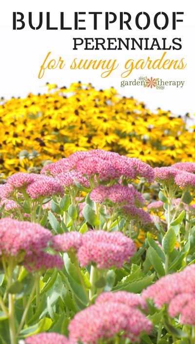 Full Sun Perennials, Sun Loving Plants, Full Sun Plants, Best Perennials, Sun Perennials, Sun Garden, Hardy Perennials, House Landscape, Perennial Garden