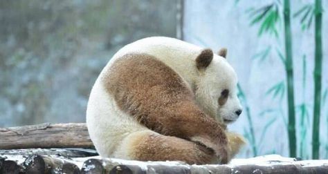 Qi Zai - big fat Panda ball Brown Panda, Fat Panda, Raccoon Family, Bear Pictures, Panda Love, Giant Panda, Baby Panda, Cute Panda, Animals Of The World