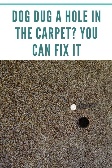 Instead of spending hundreds of dollars on a completely new carpet, carpet pet damage repair is the easiest as well as pocket-friendly task. Make the job of fixing easy and budget-saving with the use of carpet remnants. How To Repair Carpet Holes, How To Patch Carpet, Carpet Repair, Patch Hole, Carpet Remnants, Budget Saving, New Carpet, Fix It, How To Dry Basil