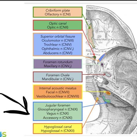 Foramina Of The Skull, Cranial Sacral Therapy, Anatomy Head, Skull Anatomy, Gross Anatomy, Craniosacral Therapy, Dental Anatomy, Facial Nerve, Basic Anatomy And Physiology