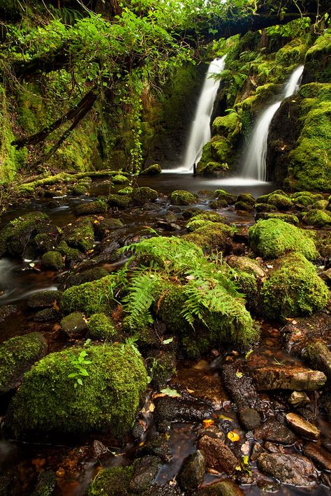 Tropical Dartmoor by Neil Porter on 500px Camera Guide, Take Good Pictures, Good Pictures, Evergreen Forest, Water Falls, Scenery Nature, Beautiful Places On Earth, Forest Photography, Take Better Photos