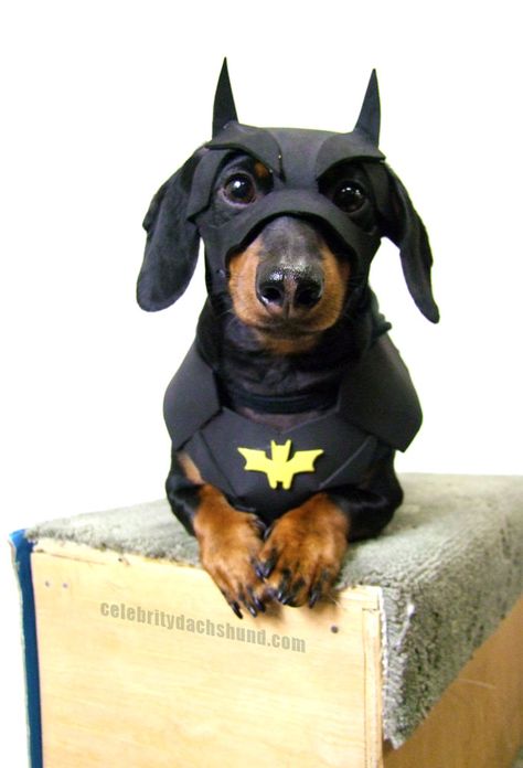 Super Cute Batman Dog Costume! http://www.celebritydachshund.com/2013/10/27/halloweenie-dachshund-costumes-contest/ Batman Dog Costume, Dachshund Costume, Batman Dog, Bat Dog, Dachshund Funny, Amigurumi Bunny, Weenie Dogs, Dachshund Puppies, Dog Costumes