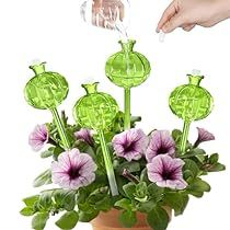 Indoor Cactus Plants, Plant Lover Gifts, Watering Bulbs, Plant Watering Can, Automatic Irrigation System, Plant Watering, نباتات منزلية, Watering System, Watering & Irrigation