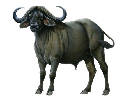 Buffalo Illustration, Animals Name In English, Buffalo Painting, Cape Buffalo, Poseidon Tattoo, Buffalo Art, African Buffalo, Black Chickens, Black Animals