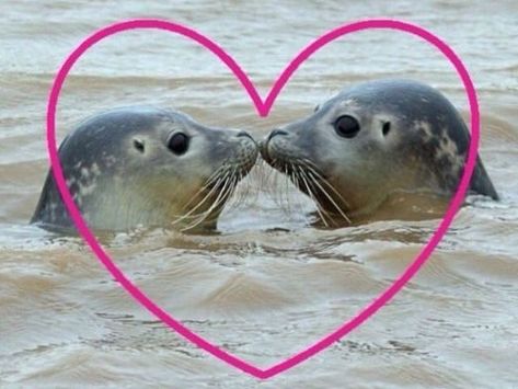 Cute Seals, Silly Animals, Sea Lion, Doja Cat, 귀여운 동물, Reaction Pictures, A Heart, Seals, Love Of My Life