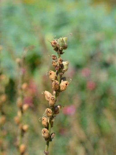 Seed Collecting, Snapdragon Seeds, Seed Tattoo, Harvest Snaps, Snapdragon Flowers, Cut Flower Farm, Seed Heads, Beautiful Bouquets, Seed Saving