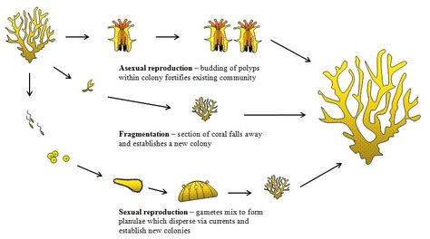 Coral reproduction modes Ocean Education, Tiny Animals, Cnidaria, Fashion Design Sketchbook, Plant Science, Creature Drawings, Coral Reefs, Science Biology, Calcium Carbonate