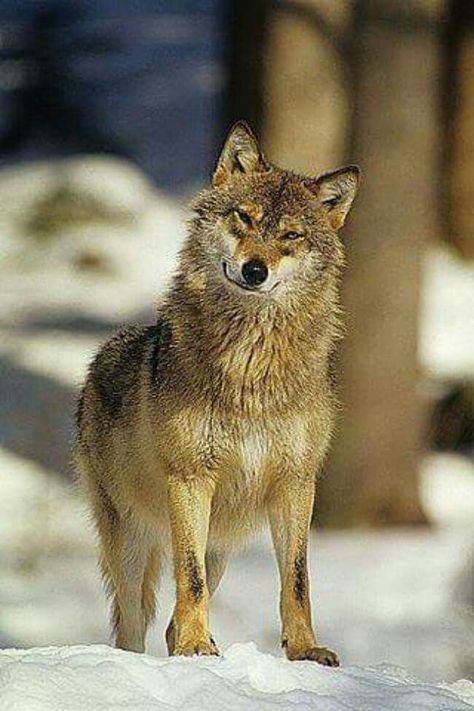 ❤ Steppe Wolf, Eurasian Wolf, Cry Wolf, Wolf World, Wolf Hybrid, Wolf Photos, Gray Wolf, Wolf Spirit Animal, Timber Wolf