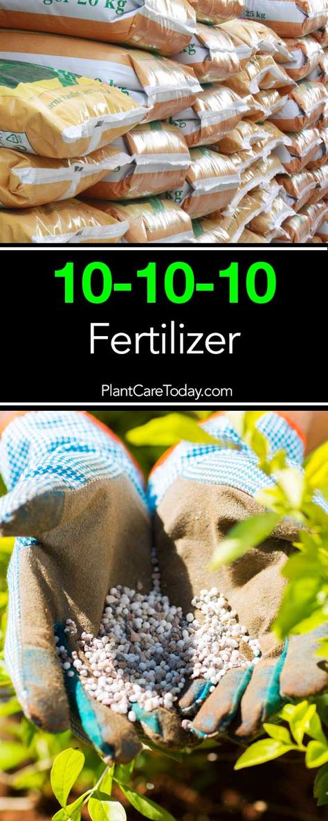 10-10-10 fertilizer with equal amounts of nitrogen (N), phosphorus (P), and potassium (K), is a popular complete fertilizer on the market. [LEARN MORE] How To Make Compost, Types Of Herbs, Hydrangea Care, Vertical Herb Garden, Garden Pest Control, Planting Hydrangeas, Aloe Vera Plant, Growing Tomatoes, Garden Pests