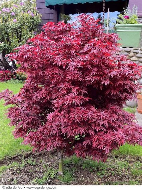 Japanese Maple Tree Landscape, Maple Leaf Images, Maple Tree Landscape, Red Maple Tree, Japanese Maples, Maple Trees, Japanese Garden Design, Japanese Maple Tree, Zone 5