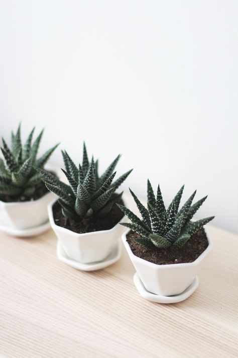 How To Grow Cactus, Kaktus Dan Sukulen, Fake Plants Decor, Window Sills, Tiny Plants, Small Potted Plants, Plant Aesthetic, House Plants Decor, Small Planter