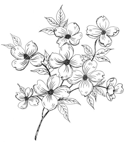 Easy Flower Drawings, Dogwood Blossoms, Flower Drawing Design, Dogwood Trees, Dogwood Flowers, Flower Sketches, Wood Burning Patterns, Pola Sulam, Digi Stamp