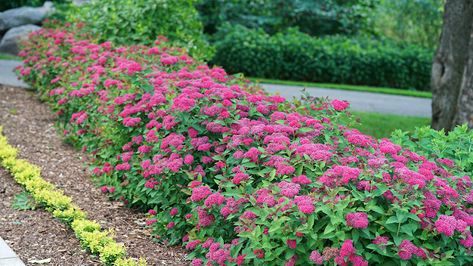 Double Play Red Spirea, Double Play Spirea, Double Play Doozie Spirea, Double Play Candy Corn Spirea, Spirea Companion Plants, Spirea Bush Landscaping, Spirea Plant, Spirea Bush, Country House Outdoor