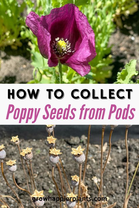 Enjoy your poppy flowers for years to come by harvesting the seeds! I'll show you how to collect poppy seeds from pods step by step. Starting Flowers From Seeds, Seed Collecting, Planting Poppy Seeds, Poppy Flower Seeds, Growing Poppies, Poppy Seed Pods, Planting Poppies, Poppies Flower, Saving Seeds