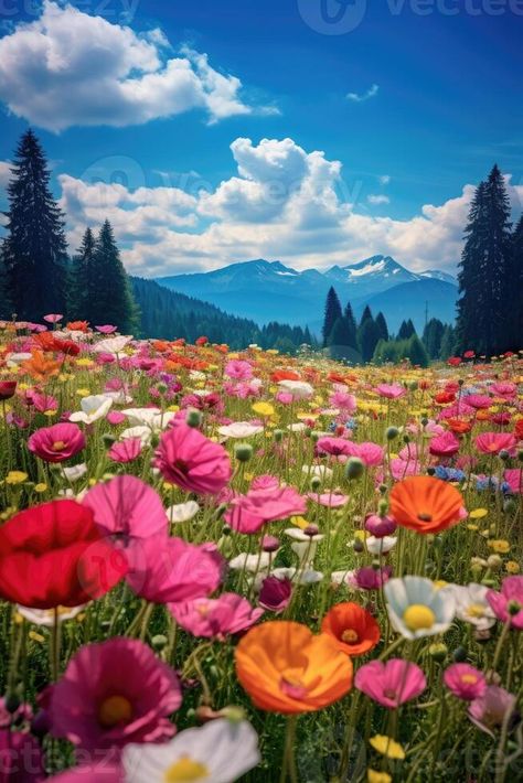 Flower Field With Mountain Backdrop Landscape With Flowers, Mountain Backdrop, Flower Landscape, Tree Saw, Wedding People, Cityscape Photos, Colorado Mountains, Nature Backgrounds, Background Banner