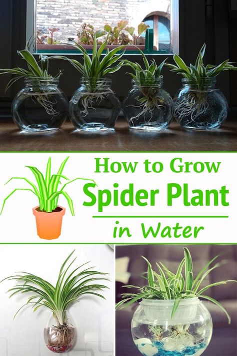 Indoor Plant Hacks, Spider Plant Care, Spider Plant Babies, Water Plants Indoor, Plants Grown In Water, Indoor Water Garden, Plant Maintenance, Household Plants, Plant Care Houseplant