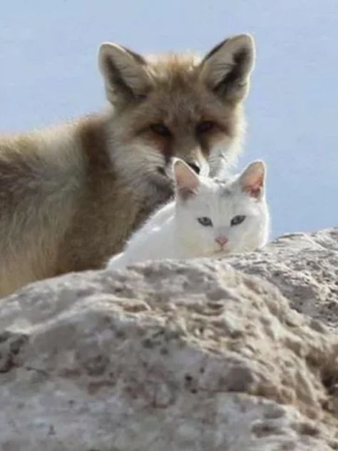 Rocky Beach, Slytherin Aesthetic, Cat Stories, Taking Photos, Stray Cat, Cute Fox, Cat Aesthetic, Red Fox, Cute Funny Animals