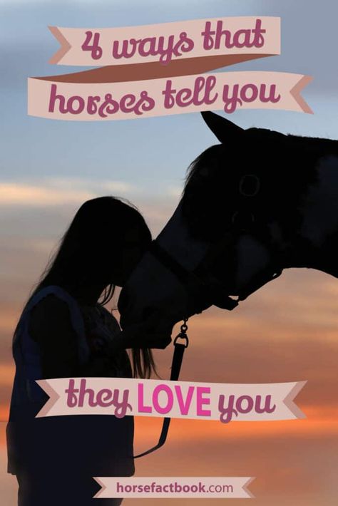 © horsefactbook.com - How horses say I love you Horse Love Quotes, Horse Behavior, Equine Care, Horse Wall Art Canvases, Horse Facts, Horse Anatomy, Horse Feed, Horse Artwork, All About Horses