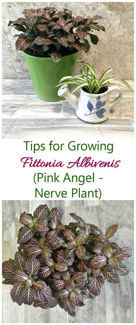 If you are looking for the ideal terrarium plant, try growing Fittonia albivenis. It is easy care and has lovely veined leaves. #fittoniapinkangel #fittoniaplants Pink Angel Plant, Pink Nerve Plant Care, Propagating Nerve Plant, Pink Nerve Plant, Nerve Plant Terrariums, Nerve Plant Care, Fittonia Argyroneura, Fittonia Albivenis, Fittonia Plant