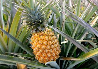 Alamat Ng Pinya, Pineapple Detox, Pineapple Tea, Pineapple Benefits, Blueberry Powder, Pineapple Lovers, Chopped Pineapple, Tea Cleanse, Elephant Ear Plant