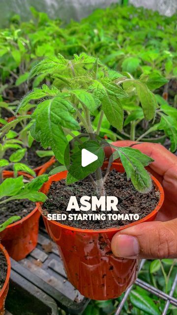 Char + Marv | Planted in the Garden on Instagram: "Get your tomato season going to a great start by growing the healthiest seedlings.

Start with sourcing out your seeds and seed starting medium.
We love using equal parts of coco coir and worm castings because they can retain water really well and ensure the seeds get the moisture needed to start germinating.

Use a clear cover and place in a warm spot. Use a heat mat if needed. The cover and warm temperature will create a humid environment, ideal for seeds to germinate. Remove the cover when seeds have sprouted.

Using a grow light can make a big difference. When seedlings have sprouted, they can be placed under a grow light for a minimum of 12 hours per day.

Don’t overwater, allow the soil to dry a little bit before watering and when yo Seedling Setup, Garden Tomatoes, Worm Castings, Coco Coir, Tomato Season, Heat Mat, Tomato Garden, School Garden, Tomato Seeds