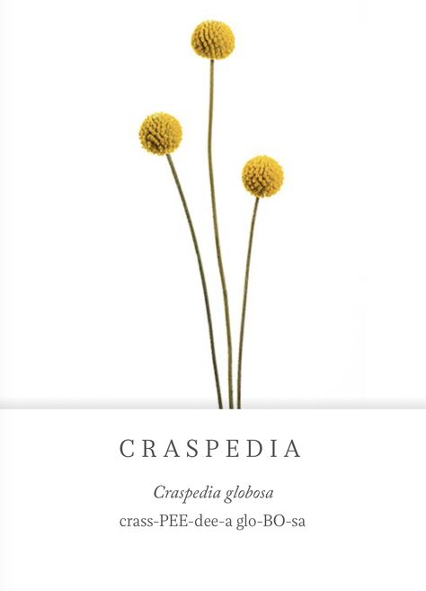 Craspedia Wedding, Craspedia Globosa