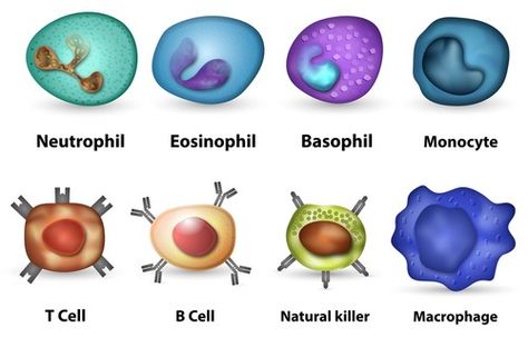 Newly Identified Immune Cell Sheds Light on Multiple Sclerosis Cause How To Boost Your Immune System, Best Herbal Tea, B Cell, White Blood, T Cell, Stronger Immune System, White Blood Cells, Nutrition Education, Blood Cells