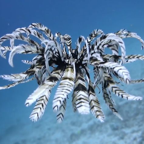 Feather star fish | This 'feathery' fish is mesmerising 😮 | By UNILAD Feather Starfish, Feather Star, Starfish Art, Cool Fish Tanks, Ocean Tattoos, Deep Sea Creatures, Cool Fish, Weird Fish, Beautiful Sea Creatures