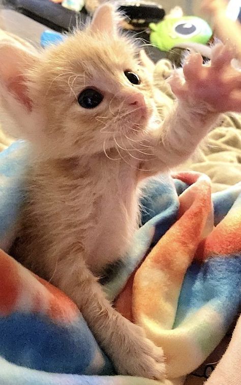 Sick Kitten, Anime Kitten, Cute Small Animals, Puppies And Kitties, Silly Cats Pictures, Kittens And Puppies, Cats Kittens, Silly Animals