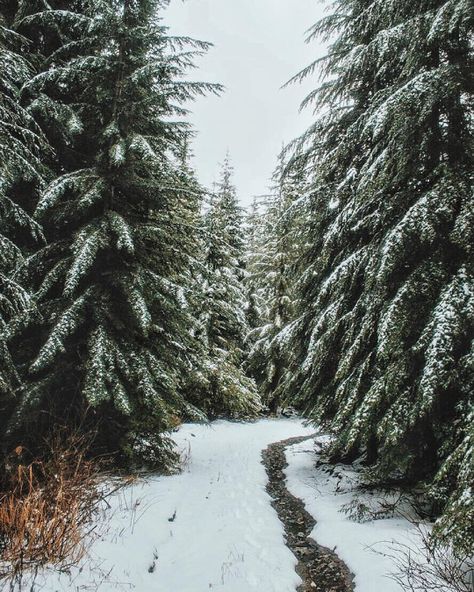 Rpg Map, Winter Love, Winter Magic, Winter Beauty, Evergreen Trees, Snowy Day, Winter Wonder, Winter Solstice, Winter Aesthetic