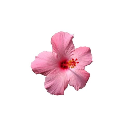 Pink Flower, White Background, Red, Pink, White