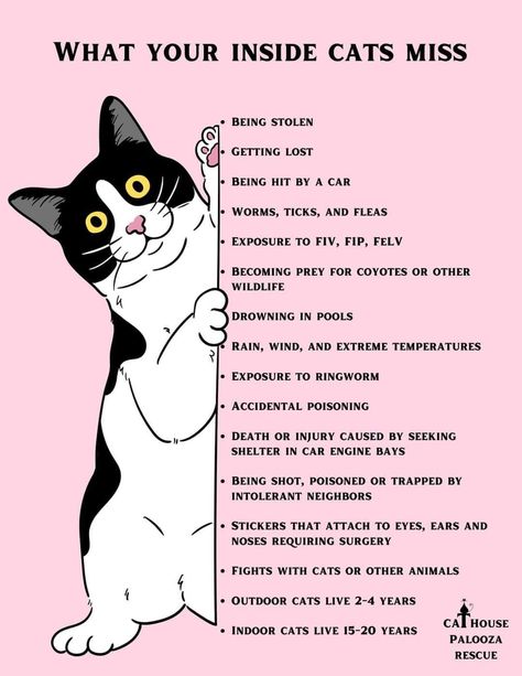 Inside Cat, Cat Language, Cat Hacks, Mental Stimulation, Animal Science, Cat Care Tips, Indoor Cats, Physical Exercise, Cat Parenting