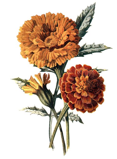 Tattoo Memorial, Marigold Tattoo, Garden Tattoos, Sagittarius Season, Flower Illustrations, Marigold Flower, Vintage Botanical Prints, Botanical Illustrations, Art Programs