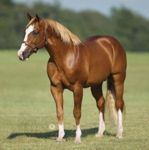 Woody Be Tuff - Stallion Register Directory Quarter Horses For Sale, Quarter Horse Stallion, Palomino Horse, American Quarter Horse, Horse Videos, Chestnut Horse, Majestic Horse, All The Pretty Horses, Beautiful Pics