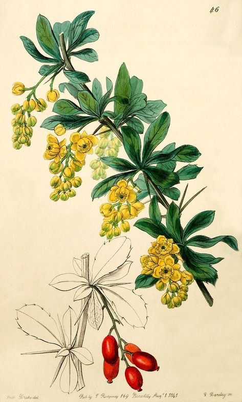 OR - Oregon grape	- Berberis aquifolium Grape Drawing, Folk Decor, Oregon Grape, Watercolor Kit, Illustration Botanique, Art Deco Posters, Plant Drawing, Plant Illustration, Botanical Drawings