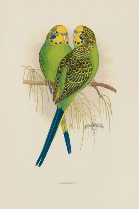 Budgerigar Australia from WT Greene Parrots 1884 Parrot Prints Australian Parrots, Australian Wildlife, Colorful Parrots, Bird Book, Australian Birds, Vintage Birds, Linocut Prints, Antique Prints, Bird Prints