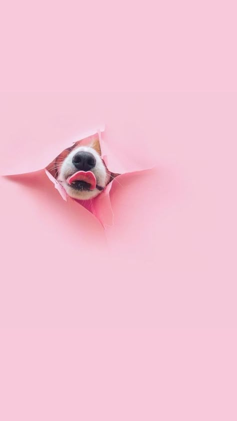 Psy Chihuahua, Cute Puppy Wallpaper, Puppy Wallpaper, Flower Iphone Wallpaper, Dog Branding, Dog Wallpaper, Foto Art, Shooting Photo, Pink Dog