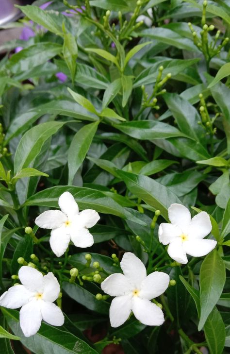 Crepe Jasmine, Chameli Flower, Star Jasmine, Jasmine Flower, Morning Greetings, Good Morning Greetings, Morning Greeting, White Summer, Perennials