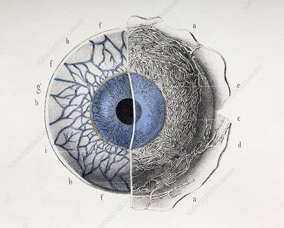 Eye Anatomy, Realistic Eye Drawing, Human Figure Drawing, Science Photos, Figure Drawing Reference, Eye Art, Photo Library, Front View, Eye Drawing