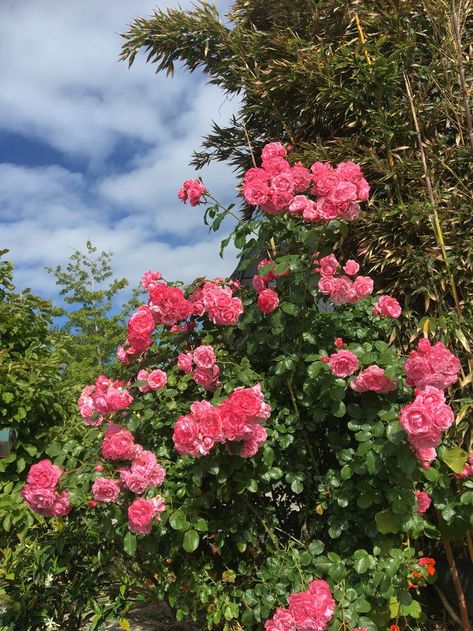 Kim Seokjin Birthday, Roses Beautiful, Cats Pictures, Royal Garden, Flowers Beautiful, Pink Vibes, Beautiful Rose Flowers, Delphinium, Rose Flowers