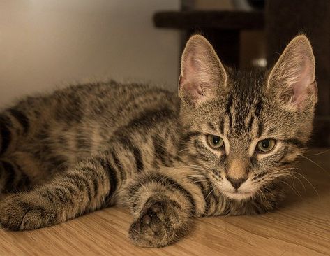 European Shorthair Cat, Photo Of Cat, Shorthair Cat, Young Animal, Black Kitten, Domestic Cat, Cat Aesthetic, Cat Portraits, Cat Face