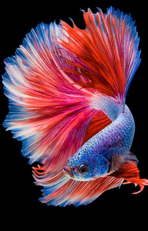 Tattoos Fish, Fish Quotes, Aesthetic Fish, Fish Tank Ideas, Fish Aesthetic, Drawing Fish, Fish Tank Themes, Colourful Fish, Cr7 Wallpapers