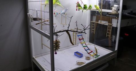 Are Acrylic Bird Cages safe for Budgerigars? | Alen AxP Budgie Community Bird Avery, Acrylic Bird Cage, Diy Bird Cage, Flight Cage, Bird Aviary, Pet Corner, Diy Birds, Metal Birds, Bird Cages