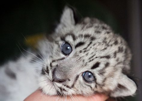 SNOW LEOPARD ~ Baby Cub - Photo Courtesy of Amelia Beamish Baby Snow Leopard, Baby Snow, Leopard Cub, Baby In Snow, Baby Leopard, Snow Leopard, Leopards, Animal Planet, Animal Photo