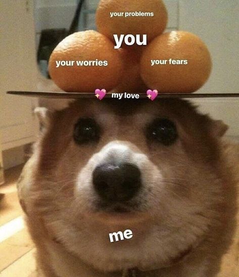 23 Relationship Memes That Range From Sappy To Saucy Corgi Meme, Queens Corgis, The Awkward Yeti, Cute Love Memes, Corgi Funny, Mia 3, Cute Corgi, Pembroke Welsh Corgi, Wholesome Memes