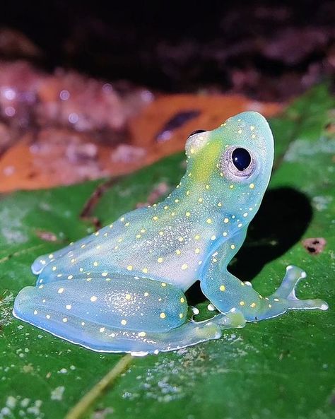 Frogspotting | How cute the frog looks Cool Frog, Sun Princess, Frog Species, Hollywood Divas, Tree Frog, Fantasy Novel, Tree Frogs, Color Inspo, The Frog